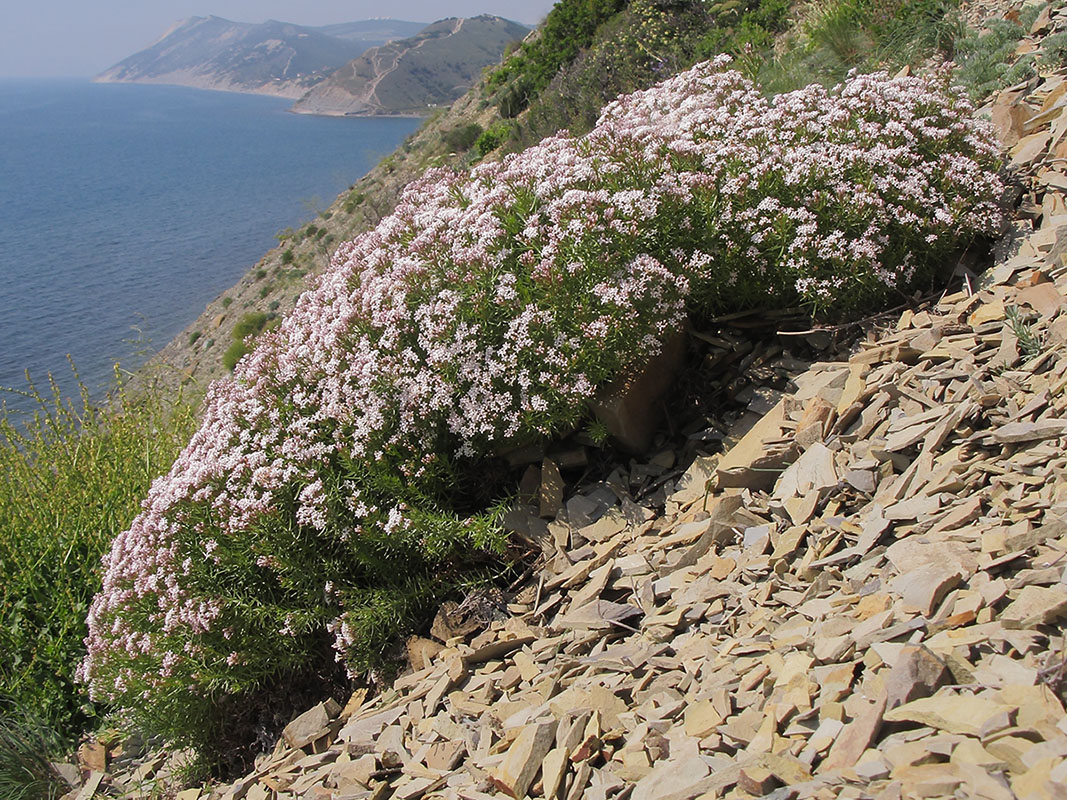 Береговые склоны. Мареновые растения. Asperula caespitans plantarium.