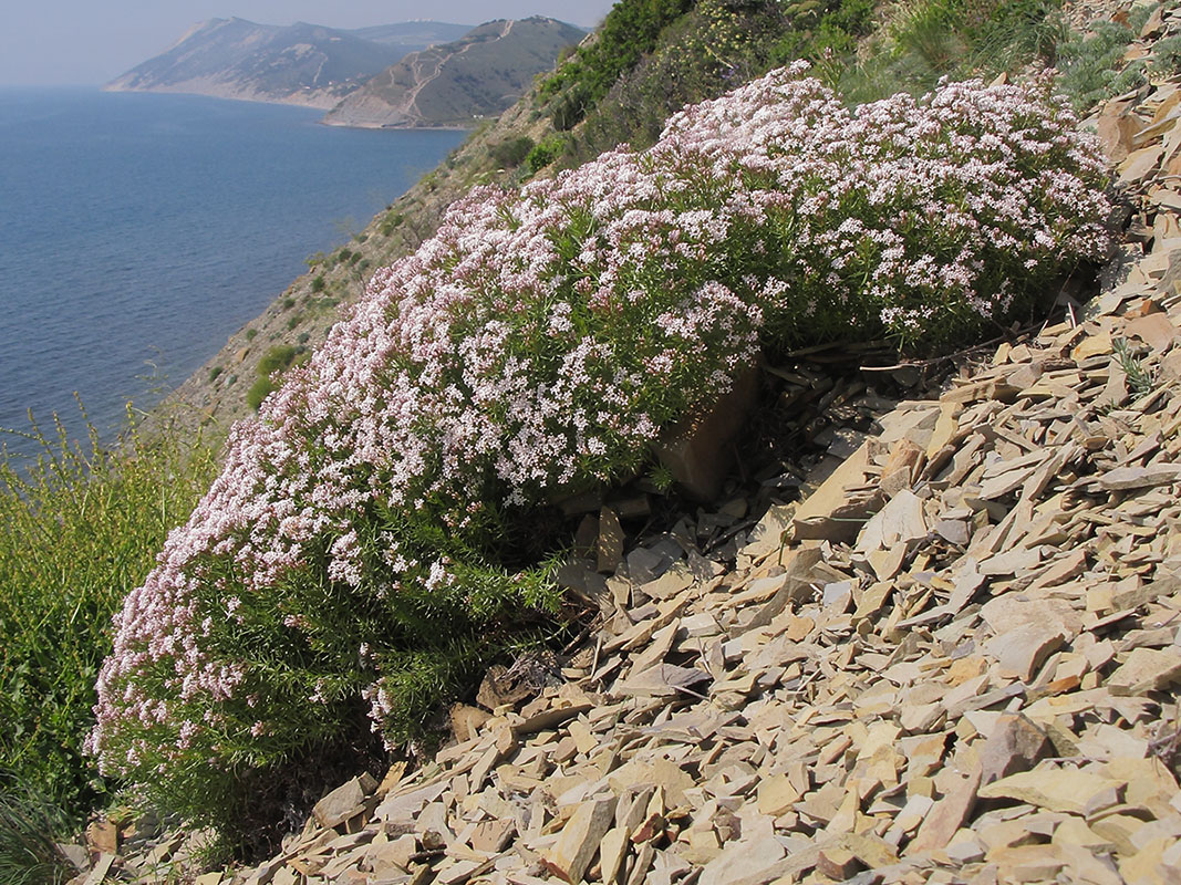 Мареновые растения. Asperula caespitans plantarium.