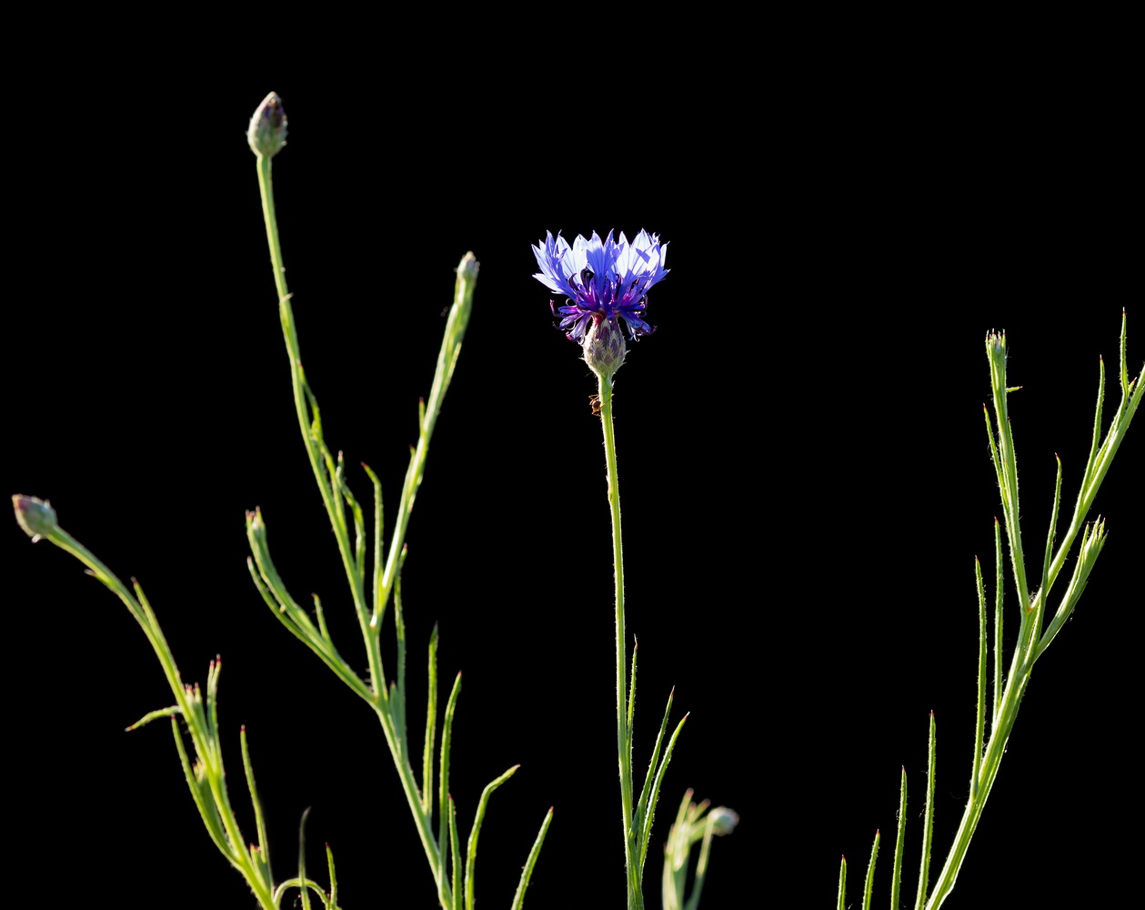 Изображение особи Centaurea cyanus.