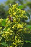 Image of taxon representative. Author is Павел Евсеенков