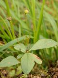 Trientalis europaea