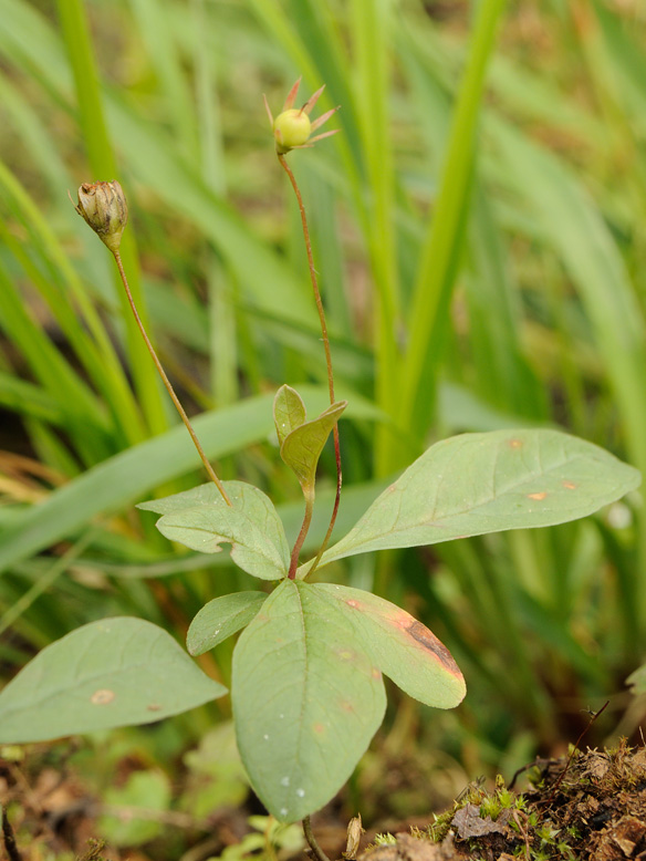 Изображение особи Trientalis europaea.