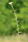 Achillea nobilis. Цветущее растение. Ростовская обл., Неклиновский р-н, Николаевское с/п, балка. 19.06.2014.