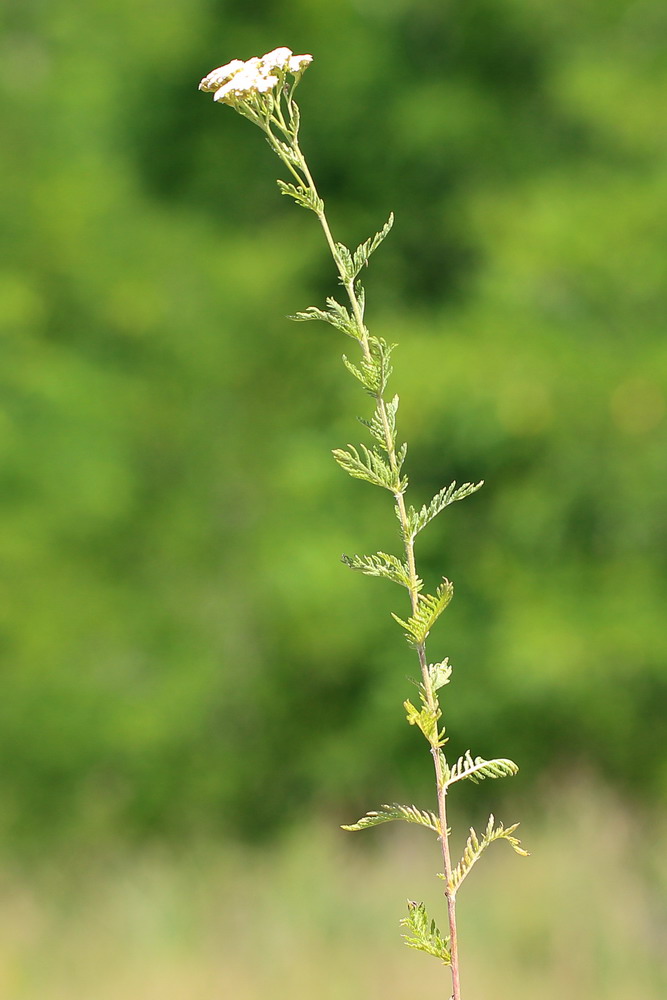 Image of Achillea nobilis specimen.