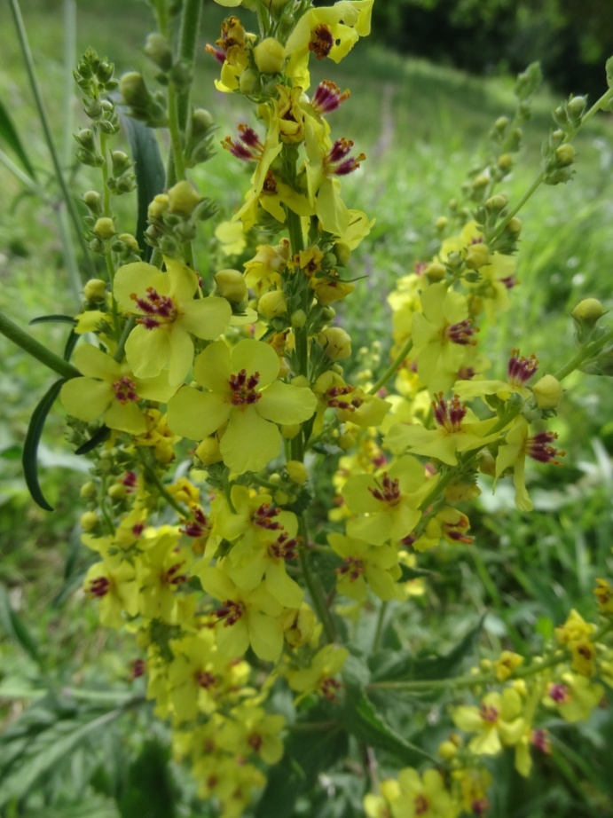 Image of Verbascum marschallianum specimen.