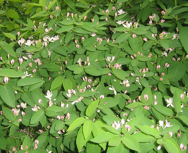 Image of Lonicera tatarica specimen.