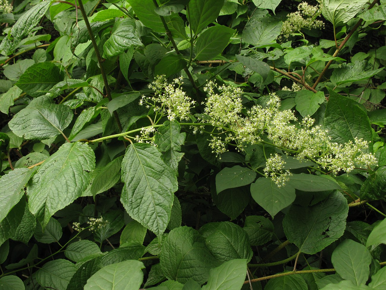 Image of Tripterygium wilfordii specimen.