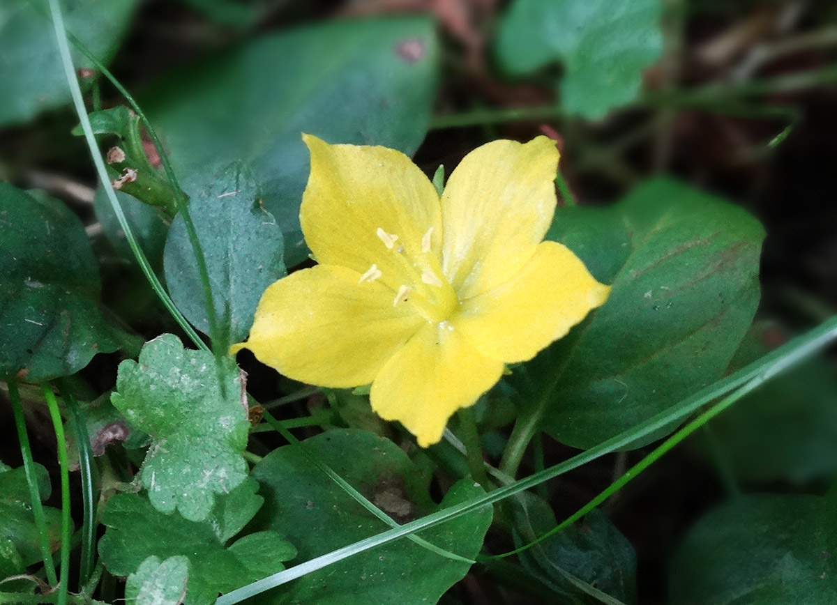 Изображение особи Lysimachia nummularia.