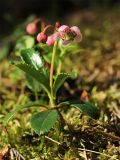 Chimaphila umbellata. Цветущее растение. Финляндия, Хельсинки, Uutela, сосново-еловый лес. 16.07.2014.