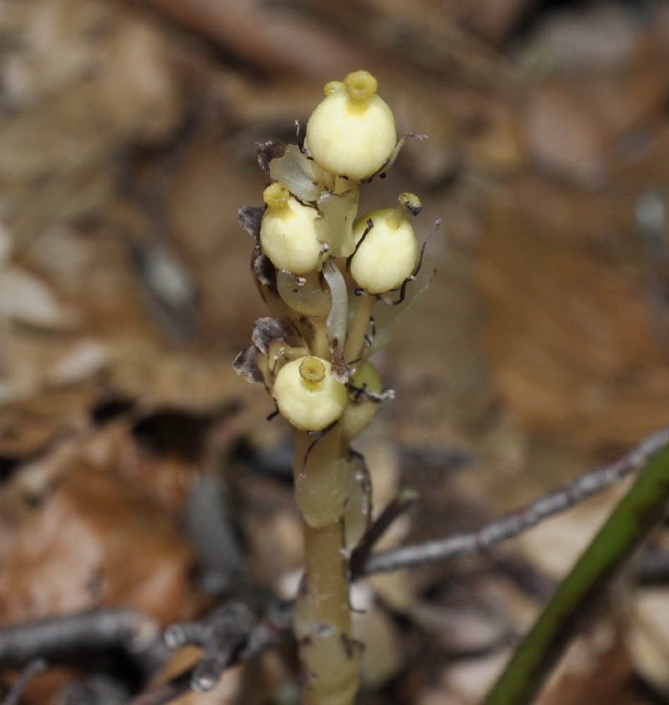 Изображение особи Hypopitys monotropa.