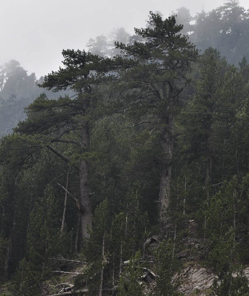 Изображение особи Pinus heldreichii.