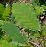 Quercus dshorochensis. Листья (видна их нижняя сторона). Германия, г. Дюссельдорф, Ботанический сад университета. 03.06.2014.