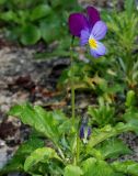 Viola tricolor