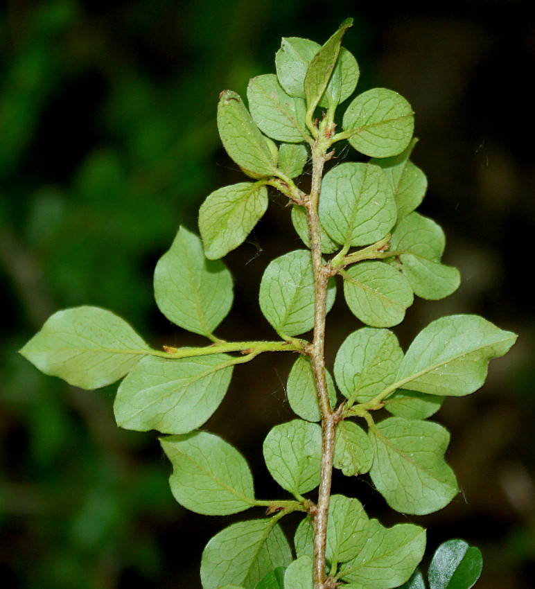 Image of Cotoneaster praecox specimen.