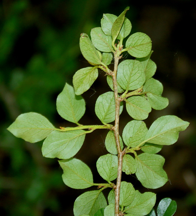 Изображение особи Cotoneaster praecox.