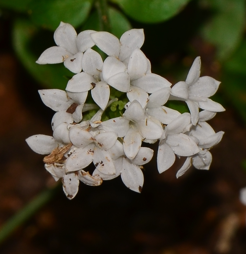 Изображение особи Asperula libanotica.