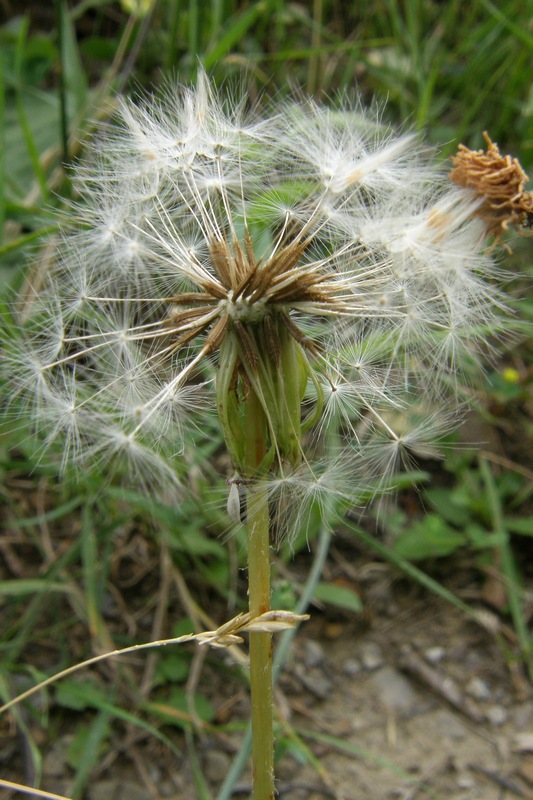 Изображение особи Taraxacum pectinatiforme.