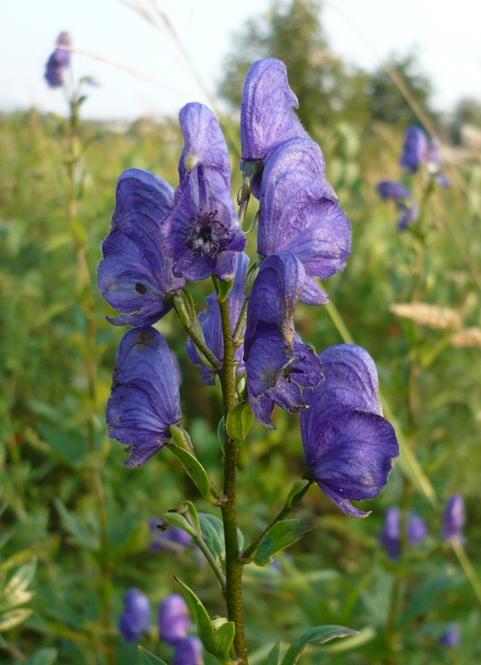 Изображение особи Aconitum baicalense.