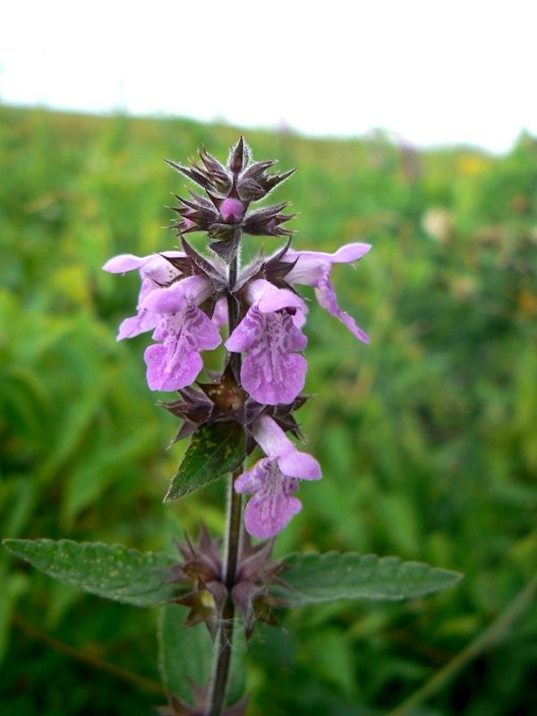 Изображение особи Stachys palustris.