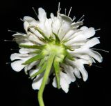 Scabiosa sosnowskyi. Соцветие (вид со стороны обёртки). Республика Абхазия, Новый Афон, опушка зарослей на склоне горы. Август 2014 г.