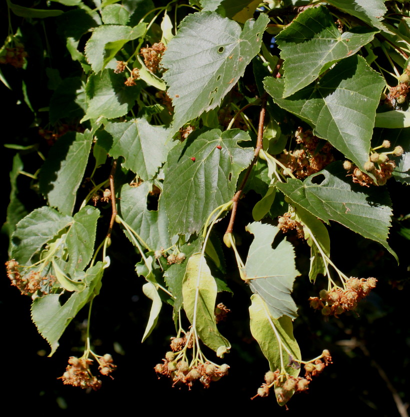 Image of genus Tilia specimen.