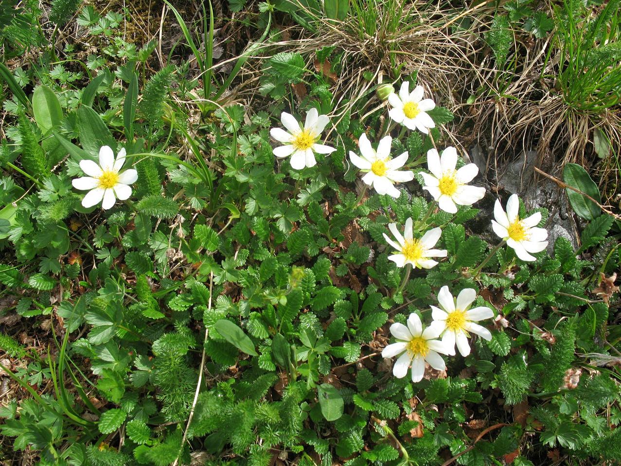 Изображение особи Dryas oxyodonta.