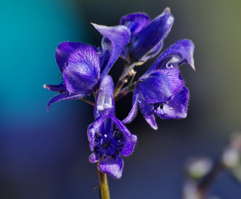 Image of Aconitum soongaricum specimen.