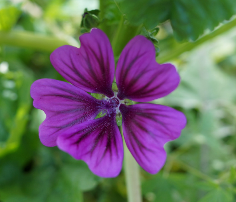 Image of Malva mauritiana specimen.