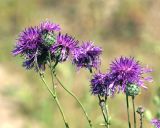 Centaurea scabiosa. Верхушки побегов с соцветиями. Московская обл., Раменский р-н, окр. ж.-д. платформы Хрипань, залежь. 14.07.2014.