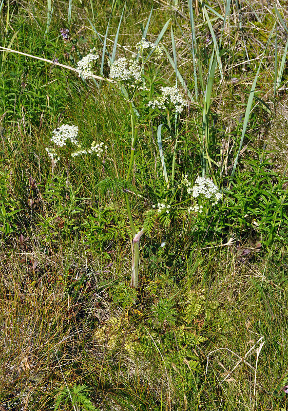 Изображение особи Anthriscus sylvestris.