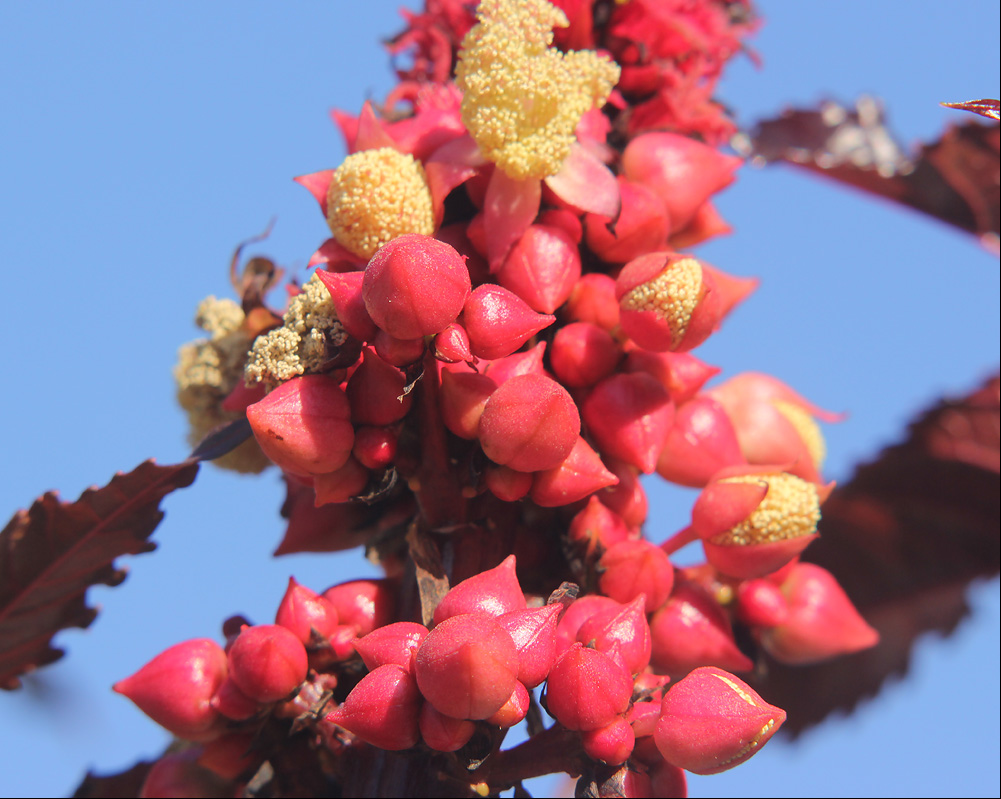 Image of Ricinus communis specimen.