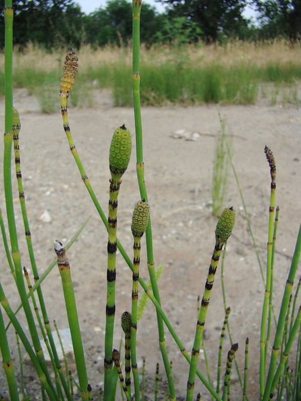 Изображение особи Equisetum ramosissimum.