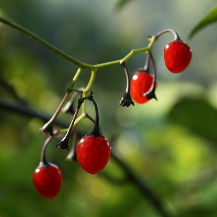 Изображение особи Solanum dulcamara.