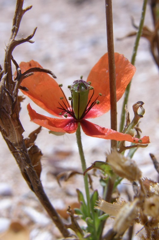 Image of Papaver laevigatum specimen.