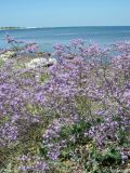 Limonium scoparium