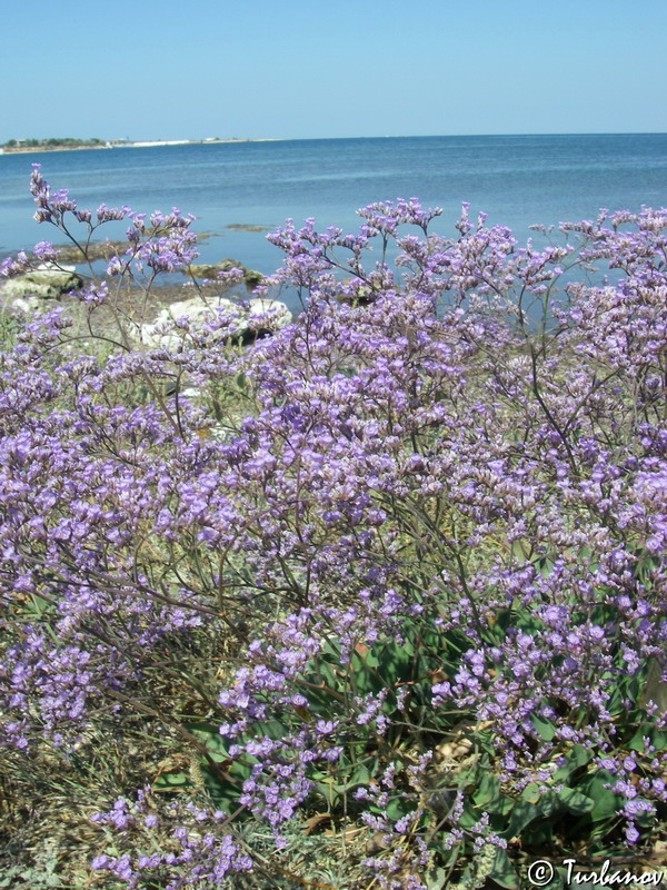 Изображение особи Limonium scoparium.