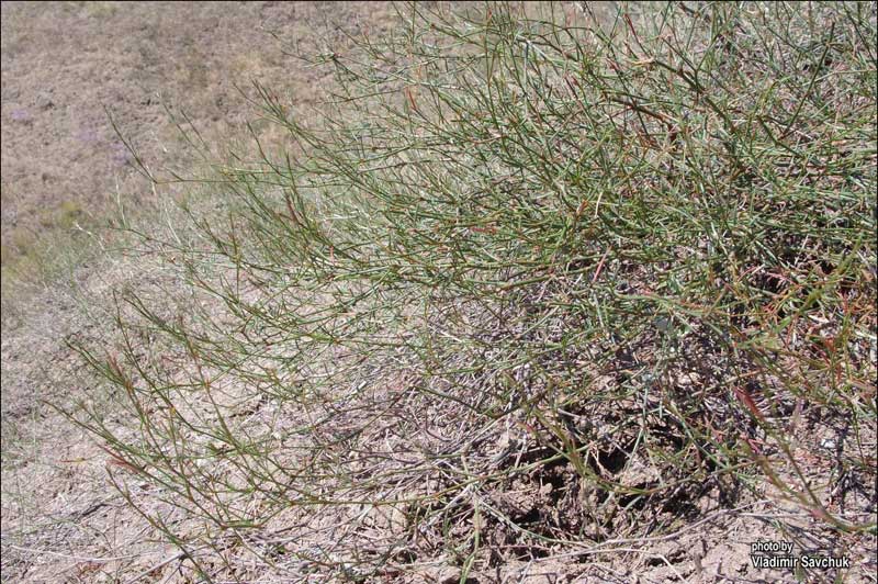 Image of Polygonum salsugineum specimen.