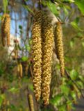 Betula pendula