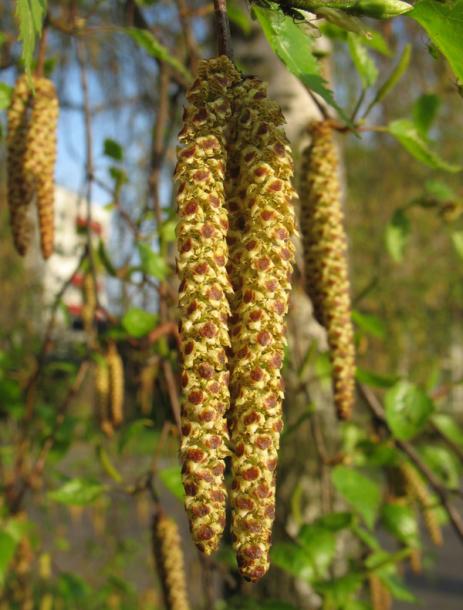 Изображение особи Betula pendula.