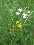 Eremogone micradenia