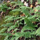 Polypodium vulgare