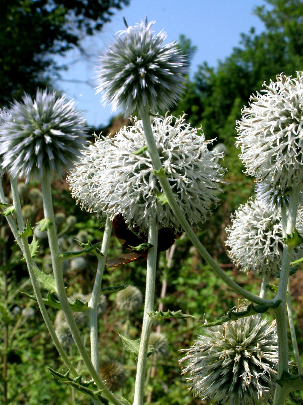 Изображение особи Echinops sphaerocephalus.