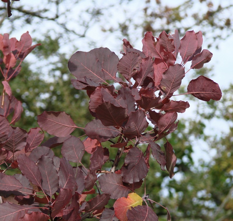 Image of Cotinus coggygria specimen.