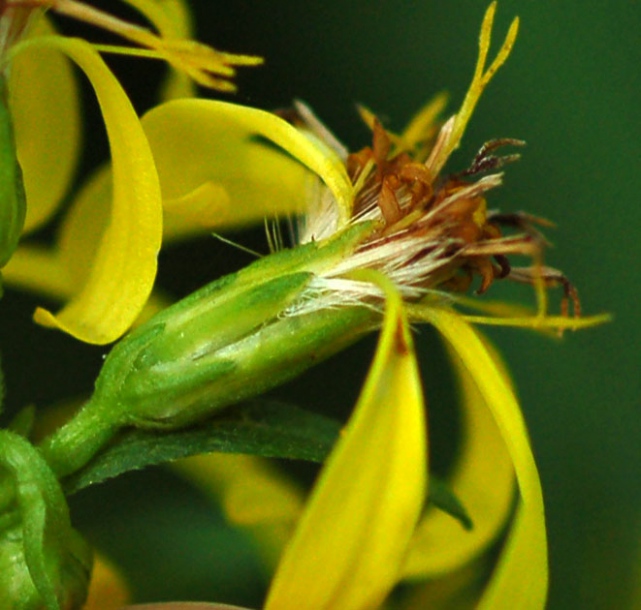 Image of Solidago decurrens specimen.