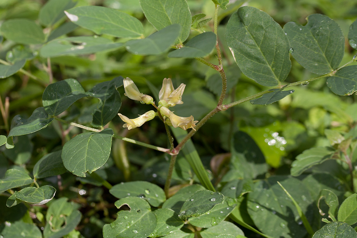 Image of Astragalus glycyphyllos specimen.