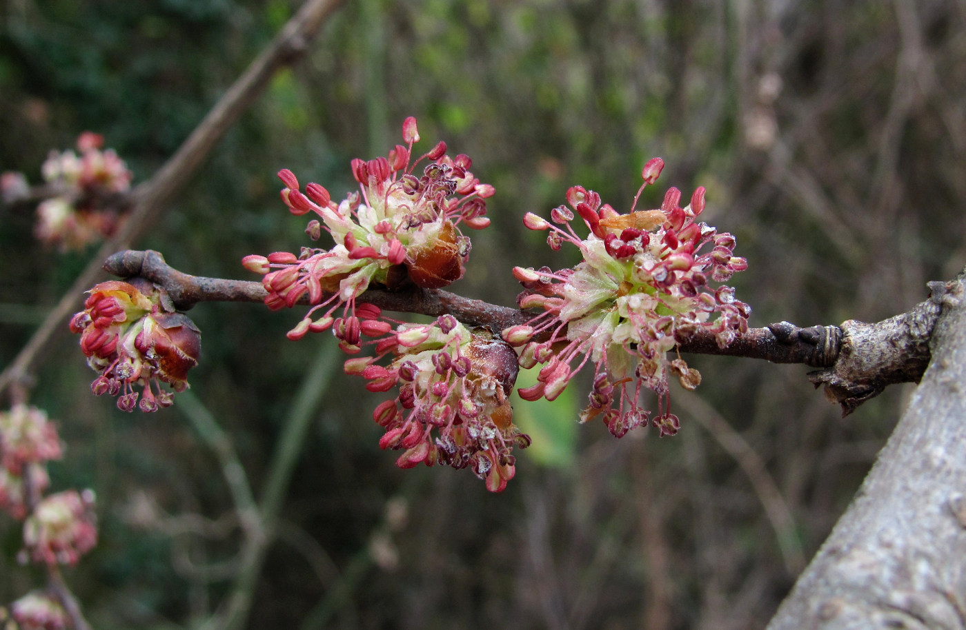 Image of Ulmus minor specimen.