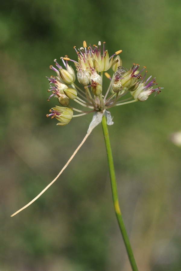 Image of genus Allium specimen.
