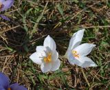 Crocus pallasii. Цветущие растения в петрофитной степи (белоцветковая форма). Крым, Севастополь, Караньское плато. 25.10.2014.