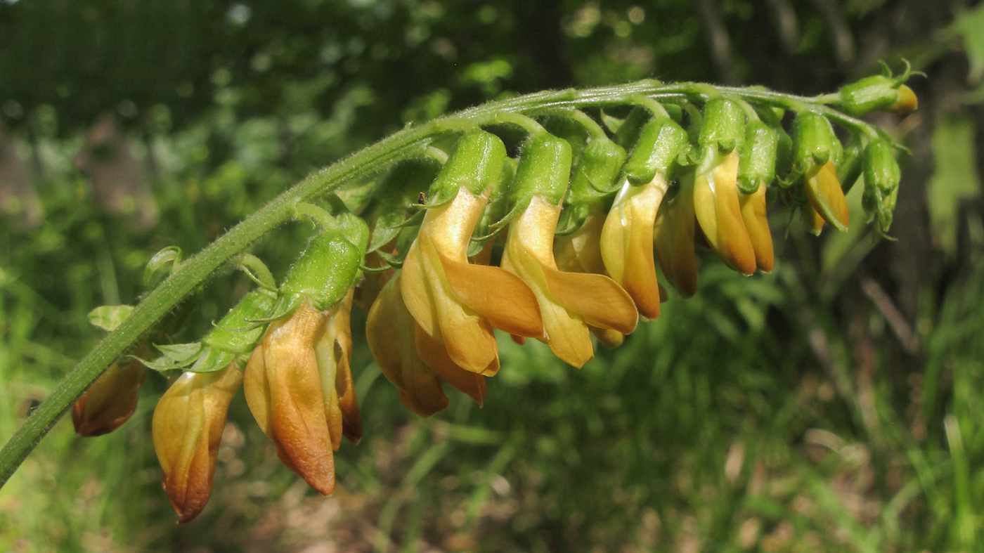 Изображение особи Lathyrus aureus.