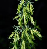 Juniperus communis. Часть верхушки с молодыми иглами. Московская обл., Раменский р-н, окр. дер. Хрипань, садовый участок. 25.05.2015.